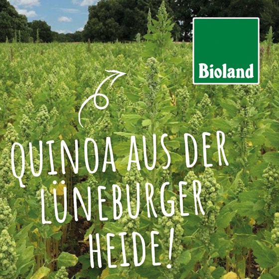 quinoa feld in der lüneburger heide bioland siegel