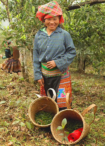 laotische erntehelferin auf tee plantage