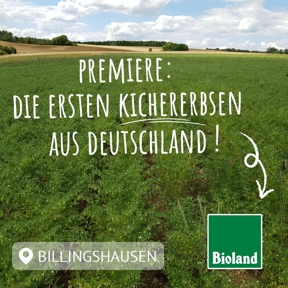 bioland kichererbsenfeld in billingshausen