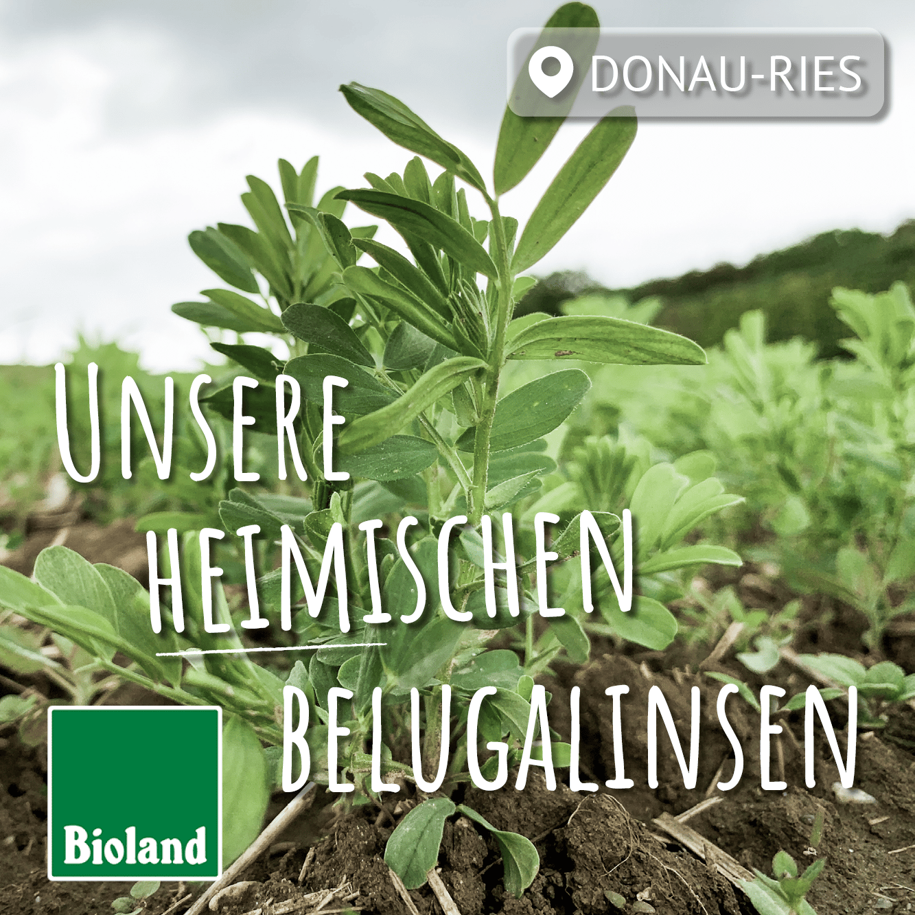 belugalinsen pflanze mit aufschrift "unsere heimischen belugalinsen"