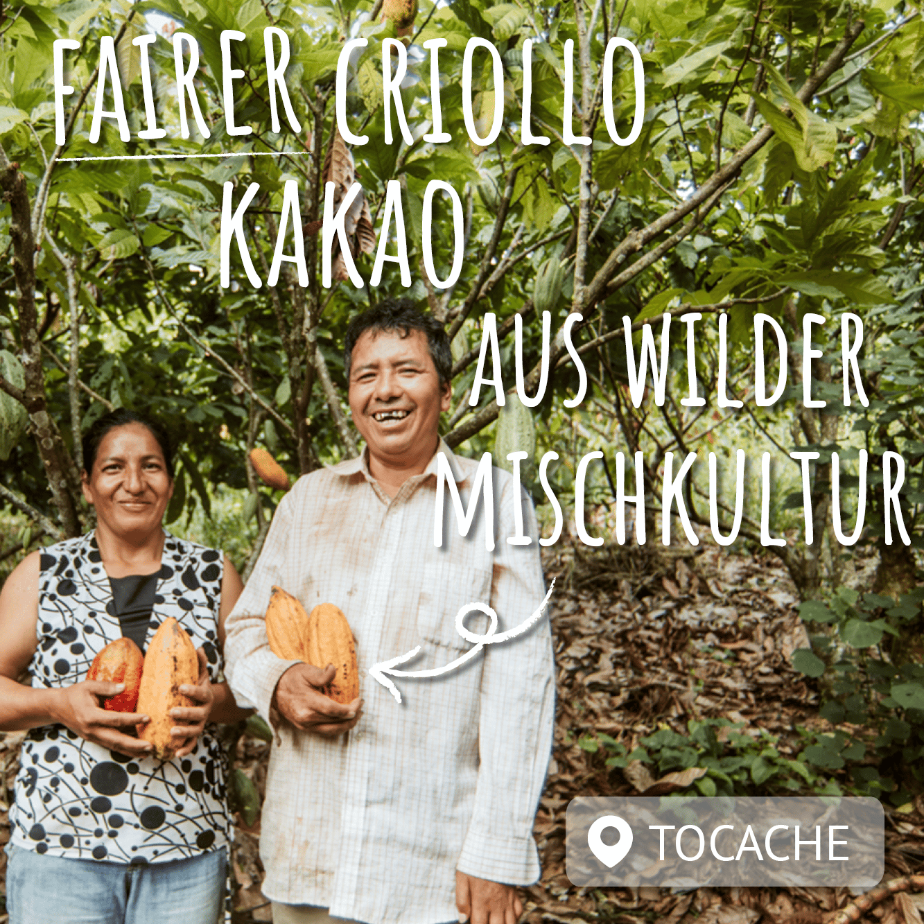 peruanisches bauernpaar mit kakaobohnen in der hand vor kakaobäumen