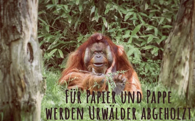 Orang-Utan in Wald, der für Pappe abgeholzt wird